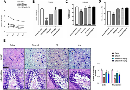 Figure 4 Compounds P8 and P9 improved the memory function of the ethanol-treated rats. For the behavioral analyses, the MWM and Y-maze tests were used to investigate and evaluate the memory functions of the control, ethanol, ethanol + compound P8, ethanol + compound P9, and ethanol + donepezil. (A) Average escape latency time for experimental rats to reach the hidden probe from day 1 to day 4. (B) The average number of platform crossings of experimental rats during the probe test of the MWM test. (C) Average time spent by experimental animals in the target quadrant on day 5. (D) Spontaneous alteration behavior % of the animals during the Y-maze test. Histograms indicate the mean ± SEM for the rats (n = 16/group). (E) Representative immunohistochemical images of H and E and the quantified histogram of the survival neuron reactivity and integrated density in the cortex and hippocampus region of adult cortex. Symbols ##Or **Shows significant difference p < 0.01, ###Shows significant difference p < 0.001, while *Shows significant difference p < 0.05. *Sign shows significant difference from disease group (ethanol-treated). Values are given as mean ± SEM; Statistical analysis by one-way ANOVA. Scale bar 50 μm, magnification 40×, (n=8/group).