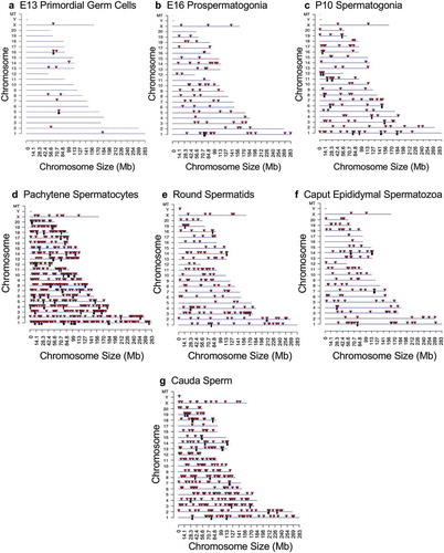 Figure 2. DMR chromosome location. The DMR locations on the individual chromosomes are presented with red arrowheads and DMR clusters indicated with black boxes. The chromosome number versus the chromosome size (megabase) is presented. (a) E13 primordial germ cells. (b) E16 prospermatogonia. (c) P10 spermatogonia. (d) Pachytene spermatocytes. (e) Round spermatids. (f) Caput epididymal spermatozoa. (g) Cauda sperm.