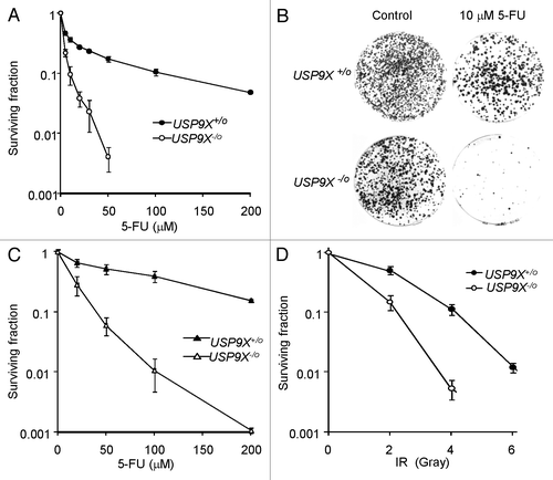 Figure 4. Effects of USP9X on clonogenic survival. (A) The survival of HCT116 cells and the USP9X-deficient derivative (USP9X -/o) was assessed following treatment with 5-FU at the indicated concentrations for 24 h. (B) Representative plates from experiment described in (A). Colonies are stained with crystal violet. (C) The survival of DLD-1 cells and the USP9X-deficient derivative (USP9X -/o) was assessed following treatment with 5-FU at the indicated concentrations for 24 h. (D) The survival of HCT116 cells and the USP9X-deficient derivative (USP9X -/o) was assessed following treatment with a single dose of ionizing radiation (IR) as indicated.