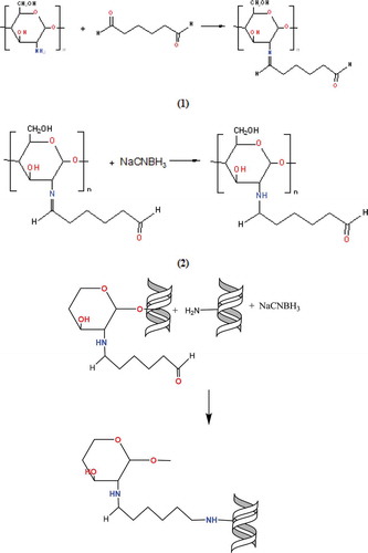 Figure 3. Reaction mechanisms of chitosan modified with glutaraldehyde and immobilization of phytase enzyme to this support material.Figura 3. Mecanismos de reacción del chitosán modificado con glutaraldehído e inmovilización de la enzima fitasa en este material de soporte.