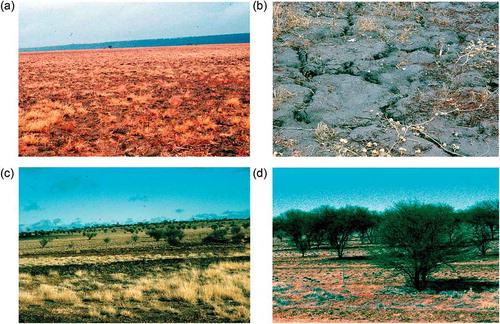 Figure 13. (a) ‘Mitchell grassland’ on deeply cracking clay soil, dominated by Astrebla spp., over-grazed but still free of Acacia nilotica, in north-eastern Queensland, 21 km north of Hughenden; (b) the cracking clay at the site in (a) at the end of a long rainless period; (c) an area moderately infested with Acacia nilotica, just west of Hughenden; (d) an old infestation of the Acacia 140 km west of Hughenden; all photographs taken in early August 1995.