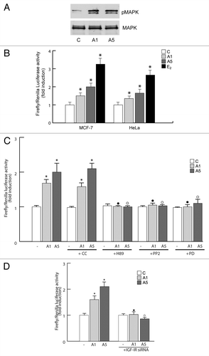Figure 4. Effects of adiponectin on ERα transactivation. (A) Total cellular proteins were isolated from MCF-7 cells treated with A1 and A5 for 48 h. pMAPK, levels were evaluated by immunoblotting. Total MAPK was used as a loading control. (B) MCF-7 cells were transfected with the luciferase reporter plasmid XETL. HeLa cells were cotransfected with XETL and HEGO plasmids. The cells were untreated or treated for 48 h with A1 and A5 or 100 nM E2, used as positive control. (C) MCF-7 cells were transfected with the luciferase reporter plasmid XETL. The cells were untreated or treated for 48 h with A1 and A5 or in combination with Compound C (CC), H89, PP2, or PD98059. *P < 0.05 compared with control (−); ●P < 0.05 compared with A1; ○P < 0.05 compared with A5. (D) MCF-7 cells were transfected with XETL plasmid in the absence or presence of IGF-IR siRNA and treated with adiponectin for 48 h. *P < 0.05 compared with control (−). The values represent the means ± SD of 3 different experiments. In each experiment, the activities of the transfected plasmids were assayed in triplicate transfections.