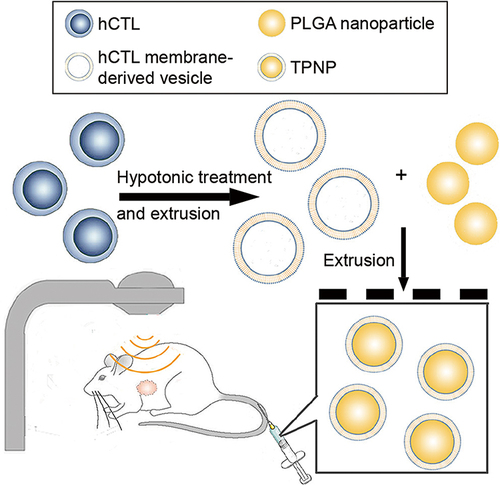 Figure 13 Preparation and application of T-CM-camouflaged NPs (TCM-NPs) in tumor treatment.