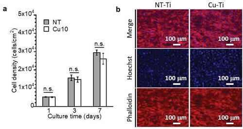 Figure 5. Cellular proliferation of MC3T3-E1 cells on NT and Cu10 after 1, 3, and 7 days of incubation (a). Fluorescence images of the MC3T3-E1 cells attached to the NT and Cu10 after 7 days of incubation (b).