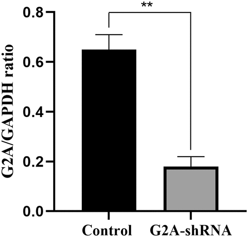 Figure 5. G2A mRNA expression in HUVECs after transfection with an shRNA specific for G2A (G2A-shRNA) or a control scrambled shRNA (Scr-shRNA). n = 3. **P < 0.01