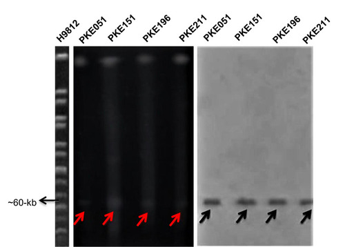 Figure 3 S1 PFGE and Southern blot of mcr-1 harboring strains. H9812 is a molecular size marker (1135 to 20.5-kb). PKE211, PKE196, and PKE14, PKE051 are the isolates; digested with S1 enzymes. All isolates show 60-kb plasmid. The red arrows represent plasmids on PFGE gel. Black arrows represent plasmids on nylon membrane.