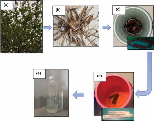 Figure 1. (a) Muntingia calabura tree; (b) raw Muntingia fiber; (c) alkalization; (d) bleaching; and (e) ultra-fine friction grinding.