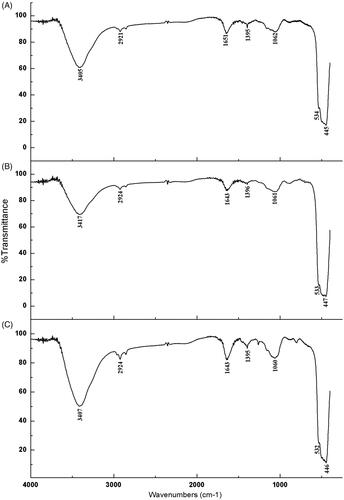 Figure 3. Fourier transform infrared spectra of ZnONPs synthesized by (A) Olive leaves (Olea europaea) (B) Chamomile flower (Matricaria chamomilla L.) (C) Red tomato fruit (Lycopersicon esculentum M.).