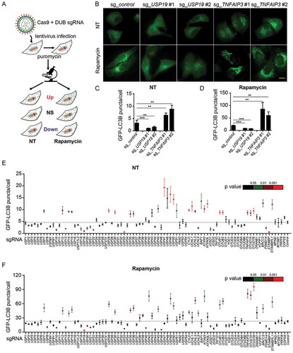 Figure 1. DUBs participate in the regulation of autophagy. (a) Schematic overview of the GFP-LC3B puncta screening assay. HeLa-GFP-LC3B cells were transduced with lentiviruses expressing Cas9 and sgRNAs targeting individual DUBs. After puromycin selection twice, the cells were seeded in glass bottom dishes and imaged for eGFP at basal level or after rapamycin (250 nM) treatment for 18 h using fluorescence microscope. (b-d) Representative images (b) of GFP-LC3B puncta in sg_USP19/sg_TNFAIP3 HeLa-GFP-LC3B cells at basal level or after rapamycin treatment. Scale bar: 20 μm. Quantification of GFP-LC3B puncta per cell at basal level (c) or after rapamycin treatment (d). (e-f) Average number of GFP-LC3B puncta per cell at basal level (e) or after rapamycin treatment (f). NT, non-treated. Data in (c-f) are expressed as means ± SEM of three independent biological experiments. (20 cells per sample). *p < 0.05, **p < 0.01, ***p < 0.001; ns, not significant (two-tailed Student’s t-test)