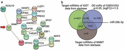 Figure 1. XIST/miR-29b-3p/NNMT axis may participate in osteoporosis.A. The protein-protein interaction analysis of the top 50 most significantly upregulated genes of GSE35959 data series (adjusted P < 0.05 and |logFC|≥1.5) by string algorithm. B. The intersection between the target miRNAs of XIST, the target miRNAs of NNMT, and the differentially expressed miRNAs in osteoporosis by analyzing GSE91033. The target prediction of XIST and NNMT was conducted using starbase algorithm. The DE-miRNAs of GSE91033 were selected at adjusted P < 0.05 and |logFC|≥1.5