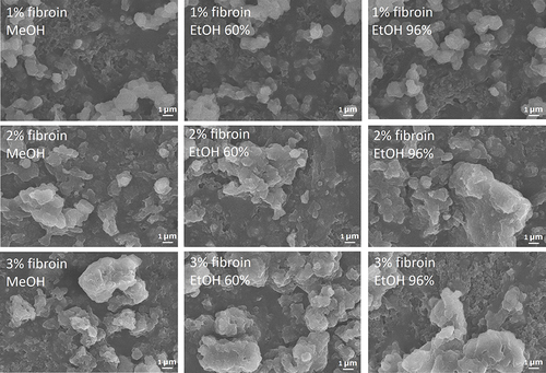 Figure 2 SEM micrographs of the fibroin microparticles (FMPs) containing Wedelia trilobata L. flower extracts at different fibroin concentrations of 1%, 2%, and 3%, and different extraction solvents (methanol - MeOH, ethanol 60% - EtOH 60%, and ethanol 96% - EtOH 96%).