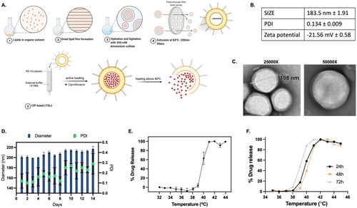 Figure 2. Ciprofloxacin-loaded low temperature sensitive liposomes (CIP-LTSLs) released the payload when heated to ∼40 °C or greater. (A) Graphical representation of CIP-LTSL synthesis (created with BioRender.com). Formulated CIP-LTSLs showed homogenous size distribution with negative zeta-potential (B), were spherical in shape (C) and prolonged stability for eight days stored at 4 °C determined by measuring changes in NP size and PDI (D). (E) CIP-LTSLs showed a narrow drug release range of 39–41 °C and released 100% of entrapped CIP at 41 °C. (F) CIP-LTSLs stored in PBS at 4 °C were stable and demonstrated similar CIP release profiles from 0 to 48 h.