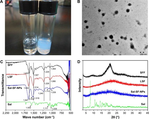 Figure 1 Fabrication and characterization of Sal-SF-NPs.Notes: (A) The formation of Sal-SF-NPs. Right, SF solution adding Sal ethanol solution. Left, SF solution adding equivalent ethanol. (B) TEM of Sal-SF-NPs. (C) FTIR of Sal-SF-NPs. (D) XRD of Sal-SF-NPs. SFF and LSF were recorded as controls for silk II and silk I conformation, respectively.Abbreviations: Sal, salinomycin; SF, silk fibroin; NPs, nanoparticles; FTIR, Fourier transform infrared spectroscopy; TEM, transmission electron microscopy; XRD, X-ray diffraction; SFF, silk fibroin fiber; LSF, lyophilized regenerated silk fibroin.