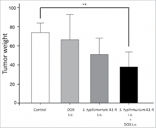 Figure 5. Combination therapy of intravenous S. typhimurium A1-R (i.v.) combined with doxorubicin in the Ewing's sarcoma PDOX model. Bar graphs show resected tumor weight in each group. Please see the Materials and Methods for doses and schedules.