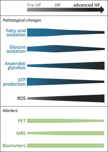 Figure 4. Pathological changes and applicability of markers during heart failure development.Scheme illustrating the pathological changes and applicability of PET, MRS and biomarkers to select patients for metabolic interventions during various stages of HF development. ATP: adenosine triphosphate; HF: heart failure; MRS: magnetic resonance spectroscopy; PET: Positron Emission Tomography; ROS: reactive oxygen species.