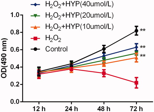 Figure 2. HYP protected MC3T3-E1 cells against H2O2-induced injury at 12 h, 24 h, 48 h and 72 h.