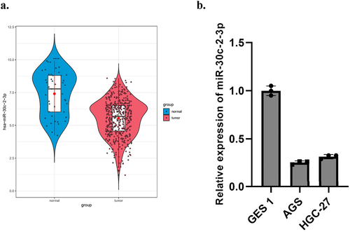 Figure 1. MiR-30c-2-3p expression is low in GA tissue/cells. a: On the basis of TCGA database, miR-30c-2-3p level in GA tissue and normal tissue. b: MiR-30c-2-3p level in GA cell lines and normal cell line.