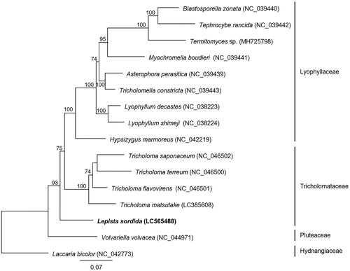 Figure 1. Molecular phylogenetic analysis of 16 basidiomycetes. The phylogenetic tree was constructed using the maximum-likelihood method with the amino acid sequences of 14 conserved mitochondrial proteins (cox1–3, cob, nad1–6, nad4L, atp6, atp8, and atp9). Laccaria bicolor was used as an outgroup species in the phylogenetic analysis. The accession numbers of the mitochondrial genome sequences used in this analysis are provided next to each species name. Bootstrap values higher than 70 are shown at the nodes. The scale bar indicates the number of substitutions per site.