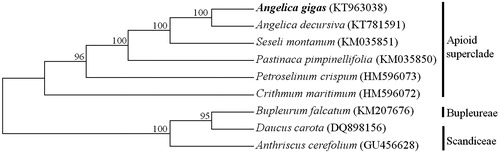 Figure 1. Phylogenetic trees based on maximum parsimony analysis of A. gigas with related species in Apiaceae. The numbers above the branches are the bootstrap statistics values from 1000 replications.