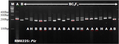 Figure 3. Genetic analysis of BC2F2 plants using microsatellite marker RM8225.