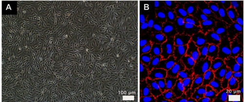 Figure S1 Images of HUVEC in endothelial cell medium from (A) optical microscope, HUVECs were paved stone-like growth and (B) confocal labeled with VE-cadherin antibody (red) and DAPI (blue). Normal umbilical vein endothelial cells connected closely.