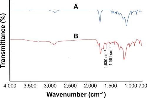 Figure 4 Fourier-transform infrared spectra of (A) unconjugated PLGA NP and (B) K4 peptide-conjugated PLGA NP.Abbreviation: PLGA NP, poly (lactic-co-glycolic acid) nanoparticle.