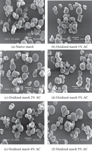 Figure 1. Scanning electron micrographs of the native and the oxidized jackfruit seed starches.