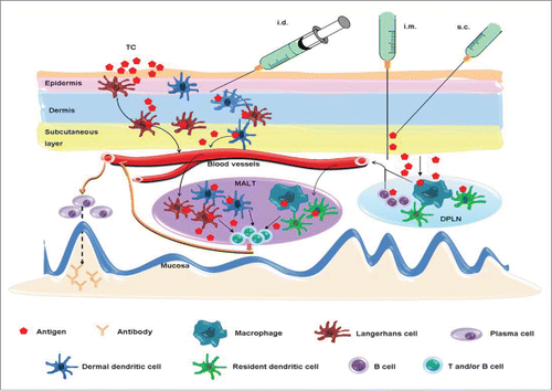 Figure 1. Potential mechanisms of systemic vaccination-induced mucosal antibody responses. Intradermal (i.d.) or transcutaneous (TC) immunization activates Langerhans cells and dermal dendritic cells in the epidermis and dermis of skin, which then migrate to the mucosa-associated lymphoid tissue (MALT) where they present the antigen to CD4+ T cells and B cells. An antigen delivered by i.m. or s.c. route mainly diffuses to the draining peripheral lymph nodes (DPLN) where it activates APCs, such as B cells, dendritic cells and macrophages. Mucosal antibody responses are triggered when they reach to the MALT and present the antigen to CD4+ T cells and B cells. A free antigen may migrate to MALT directly.
