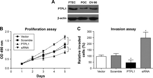 Figure 3 Effects of PTPL1 on tumor cell proliferation and invasion.