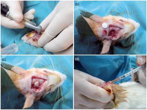 Figure 1. Rat craniofacial critical size defect model. (a) Removal of cranium with using a driller. (b) Intact cranial defect area. (c) Defect closure with a scaffold. (d) hBMP-2 transfected cell injection into defect area.