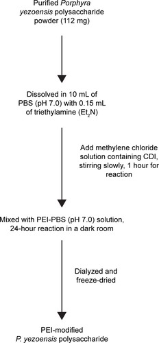 Figure 2 Flowchart for cationized Porphyra yezoensis polysaccharide preparation.Abbreviations: PBS, phosphate-buffered saline; CDI, carbonyldiimidazole; PEI, polyethylenimine.