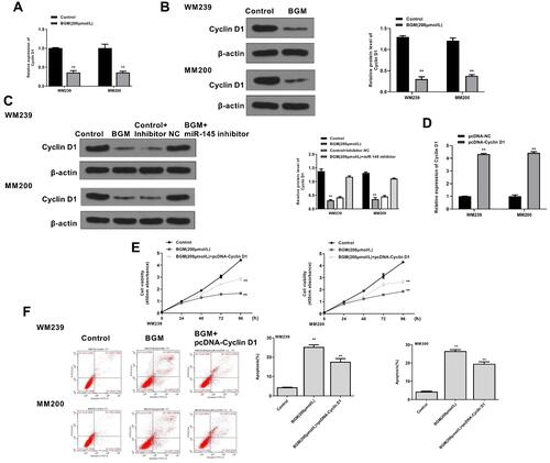 Figure 6 BGM inhibits the progression of melanoma by targeting miR-145/Cyclin D1 axis in vitro. (A and B) The WM239 and MM200 cells were treated with BGM at indicated dose. (A) The mRNA expression of Cyclin D1 was assessed by qPCR assays in the cells. (B) The protein expression of Cyclin D1 and was tested by Western blot analysis in the cells. The results of Western blot analysis were quantified by ImageJ software. (C) The WM239 and MM200 cells were treated with BGM at the indicated dose, control inhibitor, or co-treated with BGM and miR-145 inhibitor. The protein expression of Cyclin D1 and β-actin was measured by Western blot analysis in the cells. (D) The WM239 and MM200 cells were transfected with pcDNA control vector or pcDNA-Cyclin D1 overexpression vector. The expression of Cyclin D1 was analyzed by qPCR assays in the cells. (E and F) The WM239 and MM200 cells were treated with BGM at the indicated dose or co-treated with BGM and pcDNA-Cyclin D1 overexpression vector. (E) The cell viability was measured by CCK-8 assays in the cells. (F) The cell apoptosis was measure by flow cytometry analysis in the cells. Data are presented as mean ± SEM. Statistic significant differences were indicated: **P < 0.01.