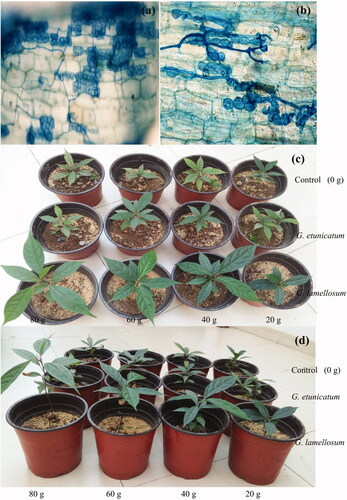 Figure 1. Colonization of arbuscular mycorrhizal fungi in the roots of Cinnamomum migao seedling. (a) Glomus lamellosum, (b) Glomus etunicatum, (c) and (d) Seedling growth under different treatments.