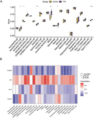 Figure 4 (A) Exploring differences in immune infiltration between TTS and normal samples using the ssGSEA algorithm. (B) Spearman analysis of the correlation between diagnostic model genes and immune cells. *P < 0.05, **P < 0.01, ***P < 0.001.