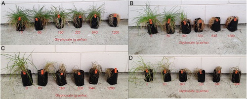 Figure 3 Effect after 10 weeks of different rates of glyphosate in Experiment 1 on resistant perennial ryegrass population J (panels A and C) and susceptible population SP (B and D) kept in either a heated glasshouse (20 °C) (A and B) or a cool growth room (below 10 °C) (C and D).