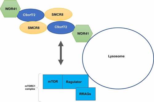 Figure 4. Regulation of the mTOCRC1 complex by C9orf72-SMCR8-WDR41.