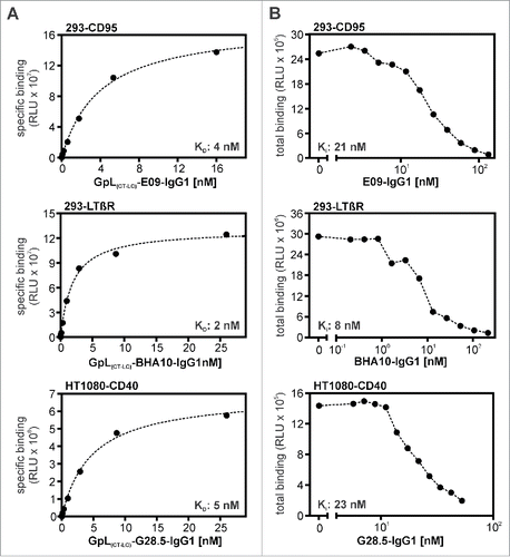 Figure 7. Antigen binding of E09-IgG1, BHA10-IgG1, G28.5-IgG1 and their GpL(CT-LC) variants. (A) HEK293 cells and CD95 or LTβR expressing HEK293 transfectants and HT1080 cells and HT1080-CD40 transfectants were seeded in the upper and lower half of a 24-well tissue culture plate and were pairwise incubated the next day (1.5 h, 37°C) with the indicated concentrations of GpL(CT-LC)-E09-IgG1, GpL(CT-LC)-BHA10-IgG1 and GpL(CT-LC)-G28.5-IgG1. Finally, cell-associated luciferase activity was measured and specific binding values for the GpL-IgG1 fusion proteins were obtained by subtracting the non-specific binding values derived of the HEK293 or HT1080 cells from the corresponding receptor transfectants. The “nonlinear regression to a one-site specific binding curve” function of GraphPad Prism5 was used to calculate the KD value. Shown is one representative experiment for each antibody. Averaged values and statistics are summarized in Table 6. (B) To determine the KD values of E09-IgG1, BHA10-IgG1 and G28.5-IgG1, the indicated concentrations of these antibodies were mixed with a constant amount of the corresponding GpL(CT-LC) variant (GpL(CT-LC)-E09-IgG1: 3 ng/ml, GpL(CT-LC)-BHA10-IgG1: 100 ng/ml, GpL(CT-LC)-G28.5-IgG1: 1.5 ng/ml). These mixtures were then added for 1.5 h at 37°C to the receptor expressing transfectants and after removal of the unbound antibody fusion proteins cell-associated luciferase activity was measured with the Gaussia Luciferase Assay Kit. The obtained binding data and the KD values determined in “A” for the GpL antibody fusion protein variants were used to calculate the KD value of the conventional IgG1 variants with the “nonlinear regression to a one-site competitive binding curve” function of GraphPad Prism5. Shown is one representative experiment for each antibody and averaged values are again summarized in Table 6.