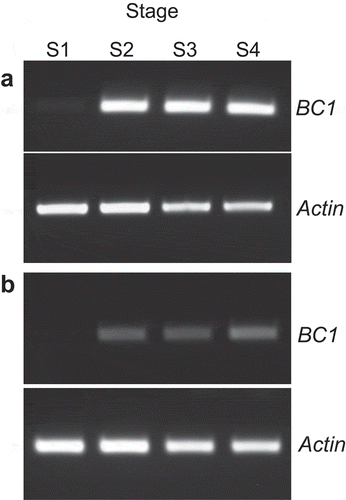 Figure 4. Reverse transcriptional PCR of BC1 gene amplified from cDNA derived from each stage of elongating second internodes of wild type, Kinmaze (a), and bc1 mutant (b). Actin was used as an RT-PCR control.