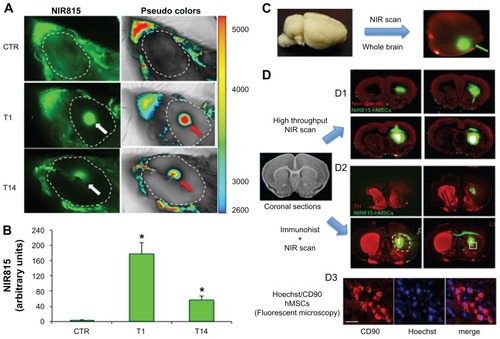 Figure 5 In vivo and ex vivo detection of NIR815 human mesenchymal stem cells following intrastriatal injection. (A) Animals were anesthetized and head imaging was performed immediately before intrastriatal injection of 6-hydroxydopamine (CTR), 1 and 14 days after intrastriatal injection of NIR815 human mesenchymal stem cells. Scans were performed at 800 nm with laser intensity set at 7, a resolution of 84 μm, and focus at 4 mm. Arrows within the dotted area (shaved area) indicate the transplanted cells visualized in green at 800 nm (NIR815, white arrow) or in pseudocolors (red arrows). Pseudocolors correlate with signal intensity (arbitrary units) as indicated. Signals (green and pseudocolors) observed outside of the dotted area represent background due to the animal’s fur. (B) Signal intensity in 6-hydroxydopamine animals 1 and 14 days after transplantation. (C) At the time of sacrifice, whole brains were removed and scanned immediately; near-infrared channel 700 scan intensity 7; near-infrared channel 800 scan intensity 3; resolution 84 μm; and focus offset 4 mm. NIR815 human mesenchymal stem cells are clearly detectable (green arrow). The red signal represents nonspecific tissue autofluorescence at 700 nm. (D) Sequential ex vivo detection of NIR815 human mesenchymal stem cells following intrastriatal transplantation on coronal brain sections. (D1) Coronal brain sections were picked up on poly-lysine slides and high-throughput low-resolution scan was performed immediately (near-infrared channel 700 scan intensity 7, near-infrared channel 800 scan intensity 3, resolution 169 μm, and focus 1 mm). Localization of the transplanted NIR815 human mesenchymal stem cells is clearly visible. The red signal represents nonspecific tissue autofluorescence at 700 nm. (D2) Serial coronal sections were stained using a primary antityrosine hydroxylase antibody and revealed using a NIR700 secondary antibody. Sections were dried and high-resolution scans were performed on single slides at a time (NIR700 scan intensity 3, NIR800 scan intensity 3, resolution 21 μm, and focus offset 1 mm). The 6-hydroxydopamine-induced lesion is indicated by the absence of striatal tyrosine hydroxylase staining in the right hemisphere (dotted circle). Transplanted cells within the lesioned area are clearly visible. (D3) The same serial coronal sections used in D2 were stained using a primary anti-CD90 antibody and revealed using an AlexFluor594 secondary antibody. Sections were mounted and microscopic detection of Hoechst/CD90-positive human mesenchymal stem cells was performed as a proof-of-principle of near-infrared evaluation. Hoechst/CD90 labeled cells that colocalized with near-infrared staining as shown in the squared box in D2 demonstrate the specificity of the detected signals..Notes: Data represent the mean ± standard deviation. *P < 0.01 versus CTR, analysis of variance; Scale bar 10 μm.Abbreviations: NIR, near-infrared; hMSCs, human mesenchymal stem cells.