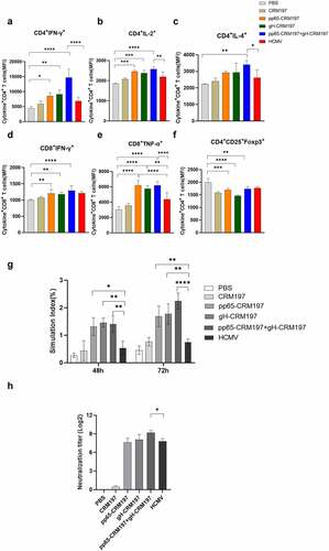 Figure 5. Evaluation of immune responses in three peptides-CRM197 vaccines. On the 35th day after the first immunization, the lymphocyte single-cell suspension was obtained, and the expression of cytokines was analysed by flow cytometry. The MFI expression level of IFN-γ (a), IL-2 (b), and IL-4 (c) in CD3+CD4+T cells, IFN-γ (d), and TNF-α (e) in CD3+CD8+T cells, and Foxp3 (f) in Treg cells. The inactivated HCMV was used to stimulate splenic lymphocytes of mice, and lymphocyte proliferation was detected at 48 and 72 h (g). Detection of neutralizing antibody titre in mice serum (h). All data were expressed as mean ± SD, * means P < .05, ** means P < .01, *** means P < .001, and **** means P < .0001 (one-way ANOVA).