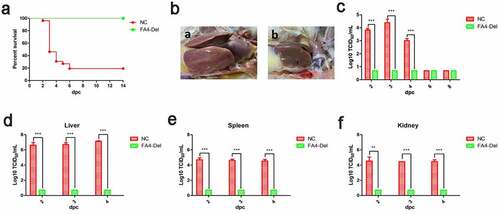 Figure 8. FAV4_Del provided efficient protection against lethal challenge. The chickens inoculated with FAV4_Del and 1% culture medium survived after 21 d were then challenged with the lethal dose of FAdV-4. (a) Percent of survival for the challenged chickens. (b) Representative gross lesion in heart and liver from the challenged control chickens (a) and the challenged chickens previously inoculated with FAV4_Del (b). (c) Viral shedding in cloacal swabs from the challenged chickens. Viral loads in liver (d), spleen (e) and kidney (f) tissues from the challenged chickens