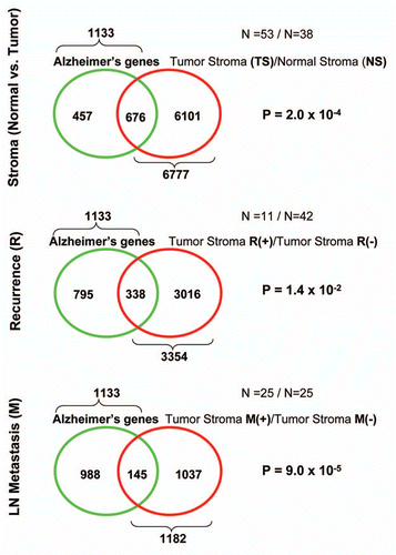 Figure 2 Transcriptional overlap between Alzheimer brain disease and the breast cancer tumor stroma: association with metastasis. Venn diagrams show that the gene signature for Alzheimer disease brain (1,133 gene transcripts; a signature for inflammation and oxidative stress) is most closely related to the primary tumor stroma of breast cancer patients that will undergo metastasis (1,182 gene transcripts), with a p value of nearly 10−6 (lower part). this finding is consistent with the idea that oxidative stress in the tumor stroma is associated with metastasis. Virtually identical results were also obtained with the gene signature for Cav-1-deficient stromal cells (a model for oxidative stress), which showed striking similarities toward both Alzheimer disease brain and breast cancer metastasis. reproduced with permission from.Citation72,Citation73