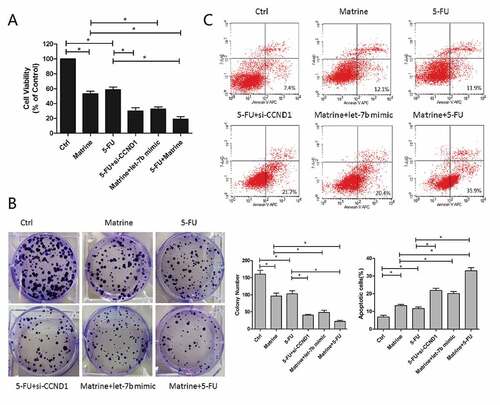 Figure 5. Matrine increases chemotherapeutic drug-induced toxicity of 5-FU in A549 cells