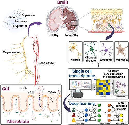 Figure 3. Potency of deep learning-based single-cell transcriptome and microbiome in tauopathies. Schematic diagram showed the procedures of deep learning-based single-cell transcriptome and microbiota-gut-brain axis interaction in brain to enhance the comprehensive understand of tau pathology. These approaches suggested the applicability of tauopathies therapy that the cell type-specific properties and genetic interaction of tau, as well as crosstalk between brain and metabolites of gut microbiota, such as SCFAs, AAM, and TMAO.