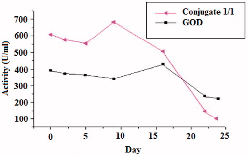 Figure 7. Storage stabilities of native and modified GOD with PEG aldehyde storage at 4 °C temperature.