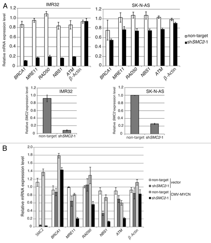 Figure 4A and B. SMC2 interacts with MYCN and transcriptionally regulates DDR genes. (A) RT-qPCR analysis of the relative expression levels of DDR genes in IMR32 cells (MYCN-amplified, top-left panel) and SK-N-AS cells (MYCN single copy, top-right panel) infected with non-targeting or SMC2-specific shRNA. Expression levels in SMC2-specific shRNA-infected cells were normalized to those in the control cells. Bottom panels are shown SMC2 knockdown efficiency in each cells. (B) RT-qPCR analysis of the relative expression levels of DDR genes in MYCN-overexpressed SH-EP cells and control SH-EP cells as similar in (A). (C) Pull-down assay showing that MYCN interacts with SMC2 and SMC4. CMV-driven MYCN, along with CMV-driven Halo-control, Halo-SMC2 or Halo-SMC4 and Halo-MYCN proteins were expressed in 293T cells. A pull-down assay was performed using a Halo-tag. The proteins were detected with the indicated antibodies. WCE (TMR), TMR Direct ligand stained Halo-tag proteins in whole cell extract. (D) SMC2 and MYCN bind to the E-box motif in the NBS1 gene. The left panel shows the results of a ChIP assay of the E-box in the NBS1 gene performed using an anti-MYCN antibody in cells expressing Venus (control) or MYCN. The right panel shows the results of a ChIP assay of the E-box in the NBS1 gene performed using an anti-SMC2 antibody in MYCN-amplified IMR32 cells. A region situated 14.5 kb upstream of the E-box was used as a negative control. Data show the percentages of the target DNA precipitated with the antibodies and are represented as the mean ± SE of at least n = 3 independent qPCR experiments. (E) The protein level of SMC4 and CAP-D2 when SMC2 is knockdown in MYCN expressing SH-EP (MYCN single copy) cells and control Venus expressing SH-EP cells. β-ACTIN is used as loading control.