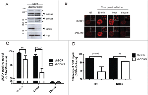 Figure 2. CDK9-silenced cells present an altered DNA damage response. (A) CDK9, BRCA1 and BARD1 expression profile in MCF7 shSCR (negative control) and MCF7 shCDK9 nuclear extracts. TBP was used as loading control. ¥ indicate a non-specific band. (B) γH2AX foci formation dynamics, CDK9-silenced cells were exposed to IR (5 Gy) and immunostained after the indicated time intervals using anti-phosphorylated H2AX (Ser139). Scale bar = 10 μm (C) Phosphorylated H2AX (Ser139) foci were quantified using Image J software. Data is presented as mean ± SD of positive nuclei with 5 or more foci. (D) HR and NHEJ repair efficiency quantification in cells lacking CDK9 expression. Cells were analyzed 72 hours after co-transfection of linearized reporter plasmids (HR or NHEJ) and the DsRed expression vector. Data is presented as mean ± SD of percentage of GFP positive cells relative to DsRed positive cells.