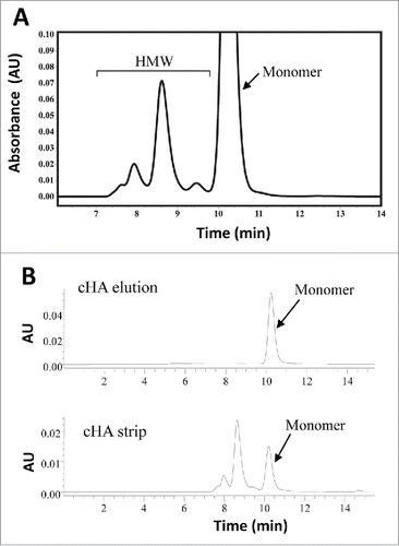 Figure 1. SE-HPLC analysis for mAb-PFM purification from the expression medium. (A) mAb-PFM eluted from a protein A column. (B) mAb-PFM monomer eluted from the subsequent cHA column (top panel), and the mixture of mAb-PFM monomer and HMW species stripped from the cHA column with high salt solution (bottom panel). The mobile phase was PBS. The peak identifications are as indicated in the figures.