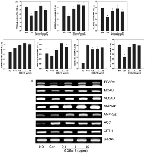 Figure 4. The mRNA expression levels of genes involved in fatty acid oxidation in 3T3-L1 cells. (A) 3T3-L1 preadipocytes (ND) were differentiated into mature adipocytes (control). Differentiated control cells were treated with GGEx18, fenofibrate (FF) or Wy14,643 (Wy). Total cellular RNA was extracted from cells and mRNA levels were measured using RT-PCR. All values are expressed as the mean ± SD of relative density units using β-actin as a reference. #p < 0.05 compared with the ND group, *p < 0.05 compared with the control group. (B) Representative RT-PCR bands from one of the three independent experiments are shown.