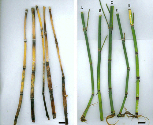 Figure 1  Floristry ratings for stem colour after treatment. Left, Dead stems, score 1.0. Right, A–D, Acceptable quality, score 3.0. E, Discoloured, score 2.0. Bar = 20 mm.